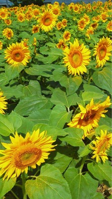 ☆  ひまわり   ☆