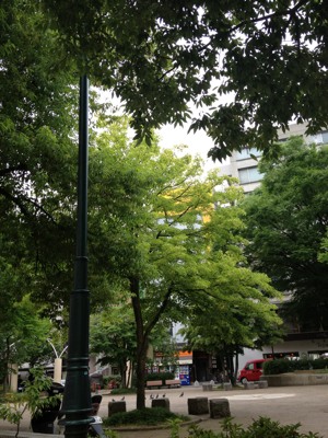 ☆ お茶 ☆