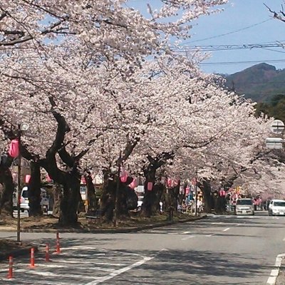 ☆  飯田の桜 ☆