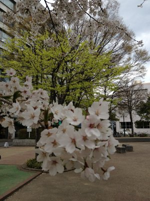 ☆ 桜と ☆