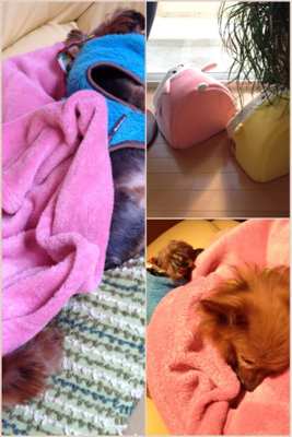 ☆ 犬です ☆