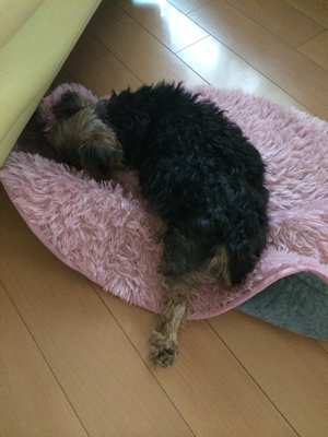 ☆ 犬だって ☆