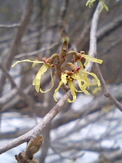 まんさくの花！